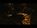 PREDATORS5B2020-07-14_19-22-51_9835D.jpg